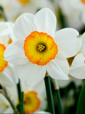 A white and yellow Narcissus.
